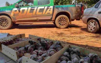 Casal é preso com 79 filhotes de papagaios em MS