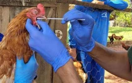 Gripe Aviária: Mato Grosso de do Sul registra primeiro caso em aves domésticas