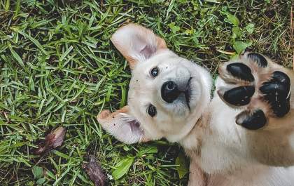 Dicas de limpeza para quem tem pets