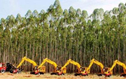 Mato Grosso do Sul lidera produção nacional de eucalipto