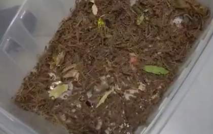 Vídeo com escorpiões apreendidos no Cemitério revela uma grande preocupação