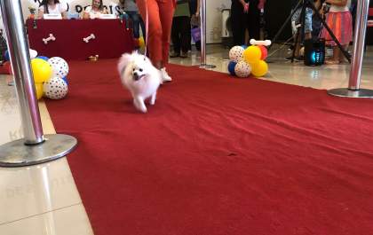 Confira fotos do Desfile de Pets e da exposição da Banda Marcial Cristo Redentor