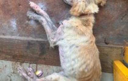 Mulher é presa por maus-tratos a animais em MS