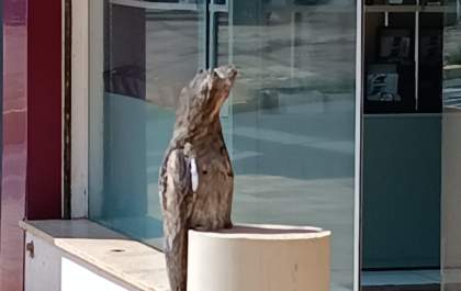 Urutau aparece no centro de Andradina