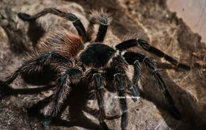 Idoso morre picado por aranha