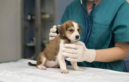 Estabelecimentos veterinários deverão denunciar maus-tratos a animais em MS
