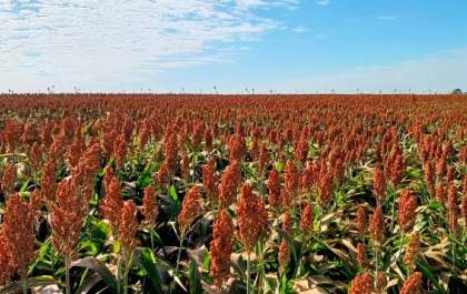 Birigui se torna maior produtor de sorgo do Estado de São Paulo