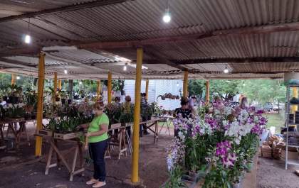 A feira de orquídeas de Araçatuba é um ótimo programa para o feriado