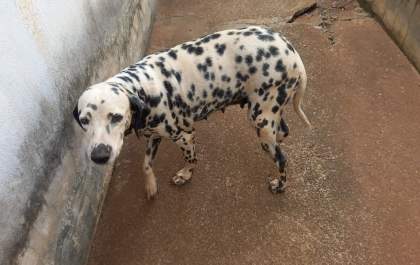 Família procura por Dalmata que sumiu no São Carlos
