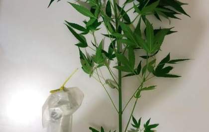 Policia detém homem que tinha pé de maconha no quintal