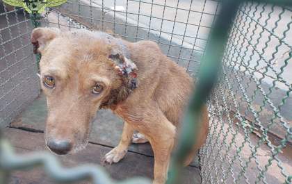 Moradora do Santa Cecília é multada por maus tratos a cão