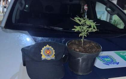 Polícia Militar encontra Cannabis (maconha) plantada em vaso de residência