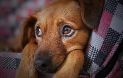 É importante conhecer as particularidades de alguns pets antes da adoção