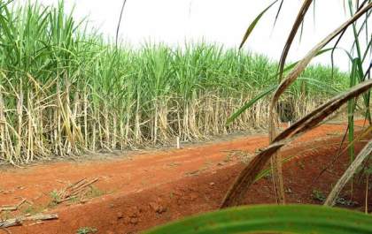 SP: agronegócio tem superávit de US$ 16,61 bilhões, puxado pelo complexo sucroalcooleiro