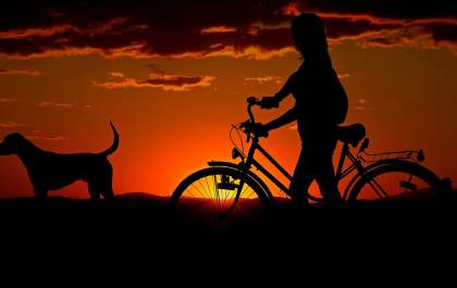 Férias com os pets não deve ser momento de estresse