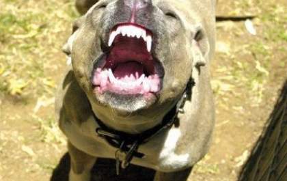 Pavor no Otávio Minholi: Pitbull ataca cachorro na frente de moradores