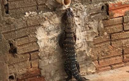 Moradora do Água Viva se depara com tiú amarrado em cano no muro da sua casa