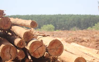 Celulose e agronegócio devem ditar perspectivas econômicas de MS no período de 2025 a 2033