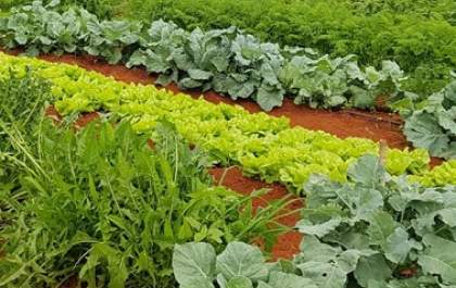 Plataforma do Desenrola renegociará dívidas de agricultores familiares