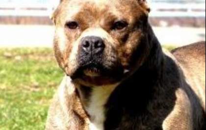 Cão Pitbull é baleado no focinho ao correr na direção de policial
