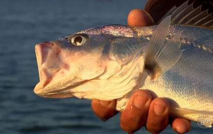 Início da Piracema: Pesca proibida a partir da meia-noite