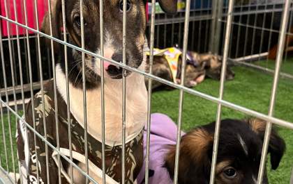 Shopping promove feira de adoção pet em Araçatuba