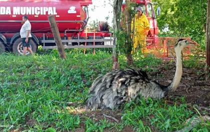 Brigada Municipal resgata ema ferida e a entrega aos cuidados da Polícia Militar Ambiental