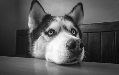 Alguns cuidados podem ampliar a expectativa de vida dos pets