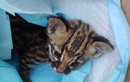Filhote de gato-do-mato encontrado em canavial é levado para associação