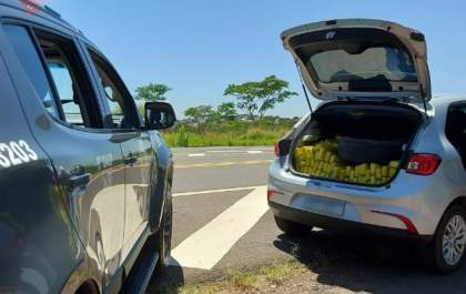 PM apreende mais de 400 quilos de maconha que seriam trazidos para Araçatuba