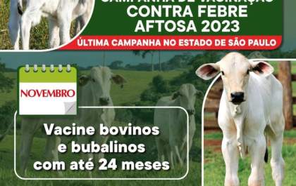Criadores tem até o fim do mês para vacinar rebanho contra a Febre Aftosa