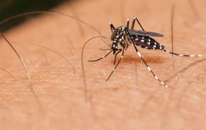 Levantamento rápido de infestação do Mosquito Aedes aponta médio risco para Brasilândia