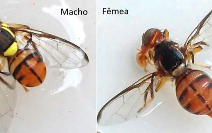 Mosca-da-carambola leva quatro estados à emergência fitossanitária