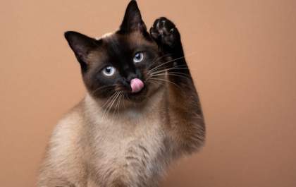 Alergia ao pelo ou à saliva do gato? Médica veterinária fala sobre mitos da doença