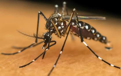 Três Lagoas registrou 52 notificações para Dengue