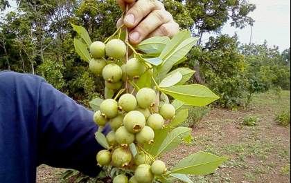 Fruto símbolo de MS, guavira é tema de seminário a ser realizado nesta semana