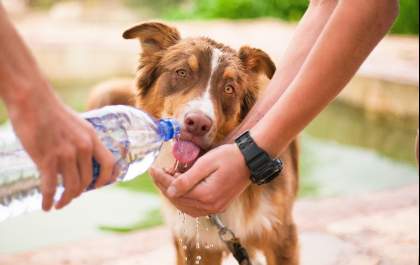 É preciso proteger os pets das fortes ondas de calor