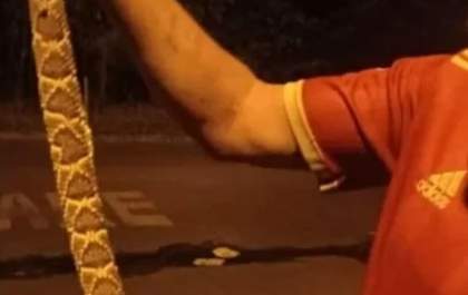 Menino morre ao esperar 12h por soro após picada de cascavél em Panorama