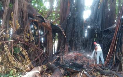 Figueira incendiada na Vila Piloto está desabando