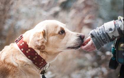 Conviver com um pet faz muito bem para a saúde do ser humano