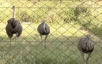 Morte de ema no zoológico de Araçatuba volta a mobilizar a polícia
