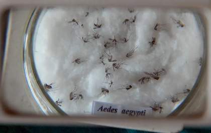 Casos de dengue no Brasil aumentam 17,5% em 2023