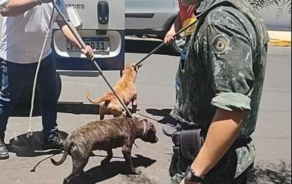 Justiça concede liberdade provisória a homem preso por maus-tratos a cães em Araçatuba