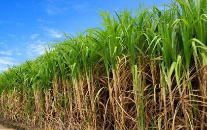 Usinas de etanol batem recorde de produção em MS