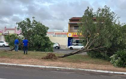 Equipes da Prefeitura removem árvores que caíram após forte chuva em Três Lagoas