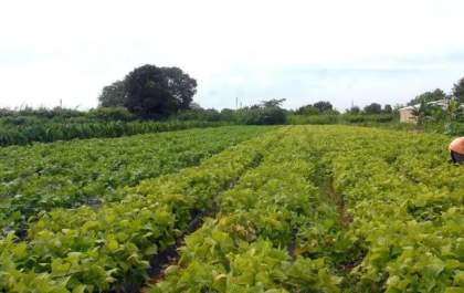 Verão 2024: estação marca período importante para agricultura