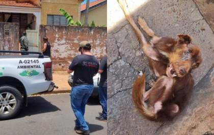 Após denúncia, homem é autuado em mais de R$ 18 mil por maus-tratos a cães em Andradina