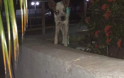 Guanabara abriga história de sobrevivência: cão abandonado aguarda por um novo lar