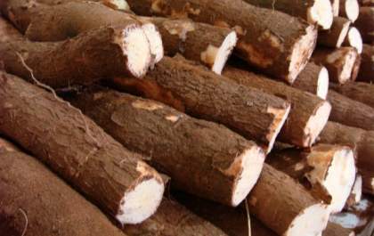 MS bate recorde na produção de mandioca e lidera exportação de fécula no Brasil