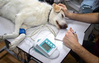 Faça do seu cão ou gato pet um doador de sangue